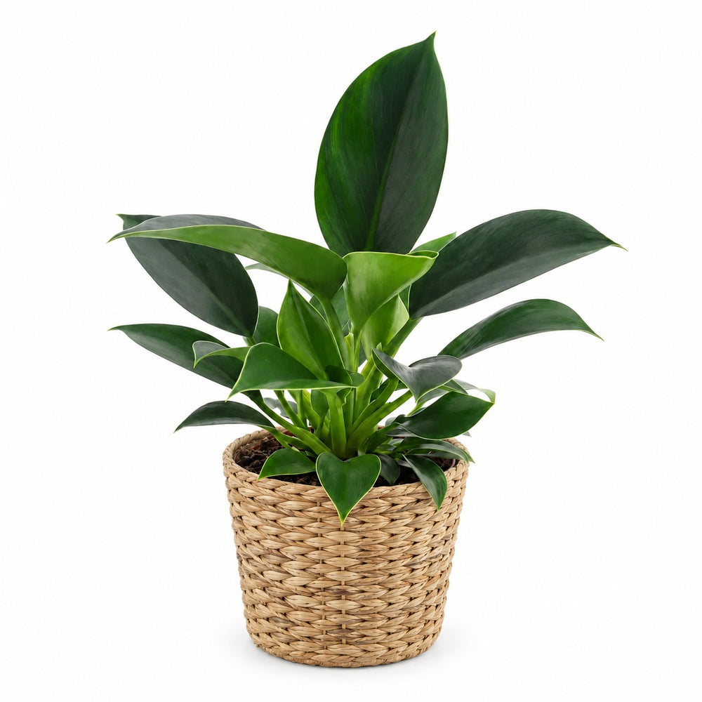 Philodendron Green Princess (25cm, Ø12cm), Stylingbeispiel im Übertopf (Übertopf nicht enthalten)