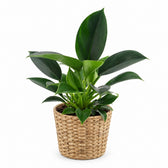 Philodendron Green Princess (25cm, Ø12cm), Stylingbeispiel im Übertopf (Übertopf nicht enthalten)