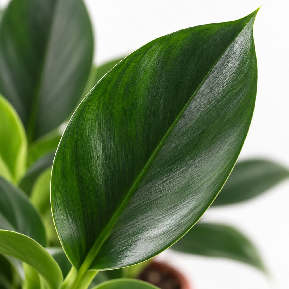 Philodendron Green Princess, Nahaufnahme Blatt