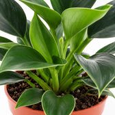 Philodendron Green Princess, Nahaufnahme Wuchs und Triebansatz