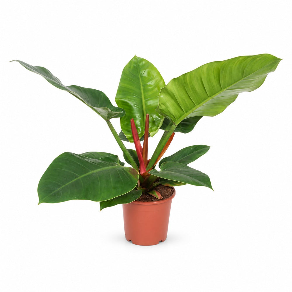 Philodendron Imperial Green (60cm, Ø17cm) im Kulturtopf