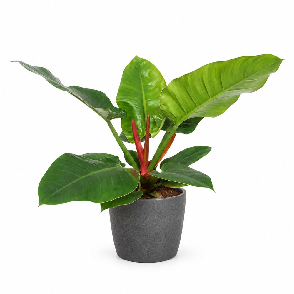 Philodendron Imperial Green (60cm, Ø17cm), Stylingbeispiel im Übertopf (Übertopf nicht enthalten)