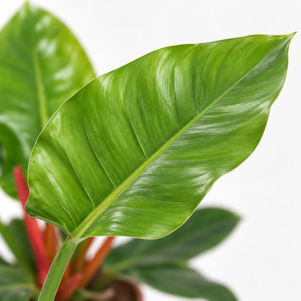 Philodendron Imperial Green, Nahaufnahme Blatt