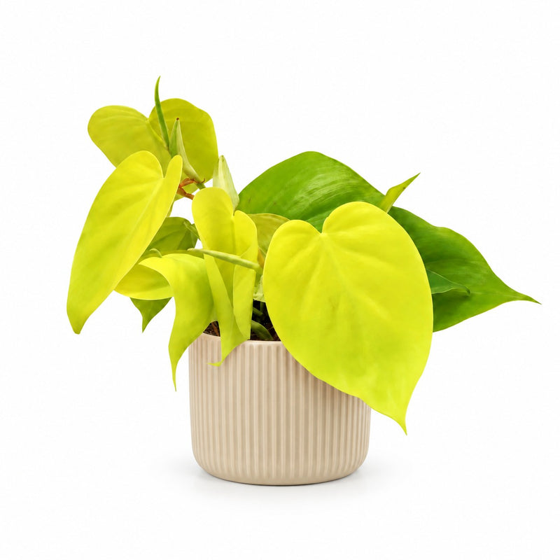 Philodendron Lime - 20cm Detail