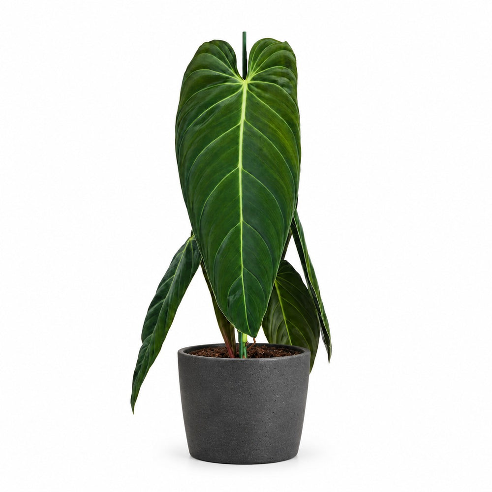 Philodendron Melanochrysum (75cm, Ø21cm), Stylingbeispiel im Übertopf (Übertopf nicht enthalten)