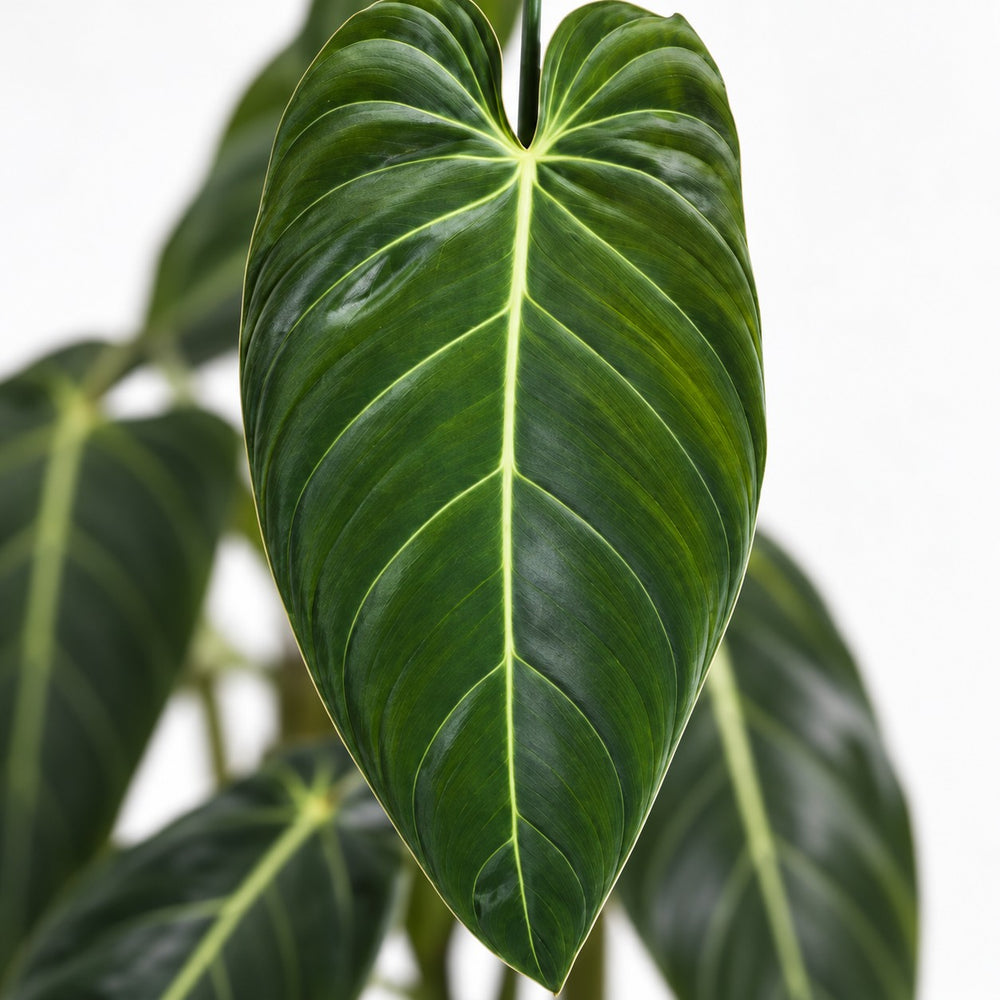 Philodendron Melanochrysum, Nahaufnahme Blatt