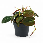 Philodendron Micans (15cm, Ø12cm) im Kulturtopf