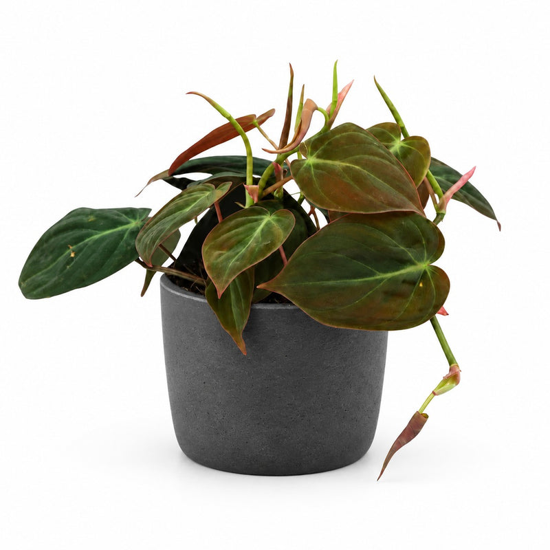 Philodendron Micans Detail