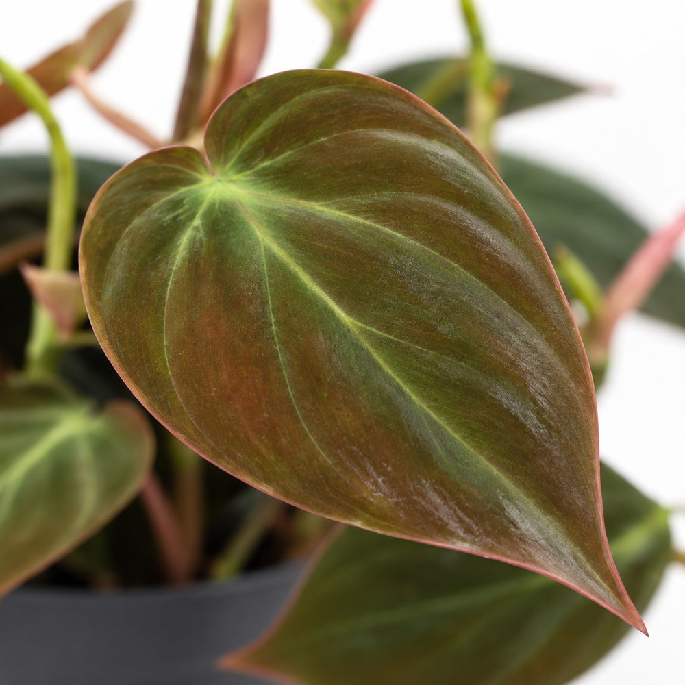 Philodendron Micans, Nahaufnahme Blatt