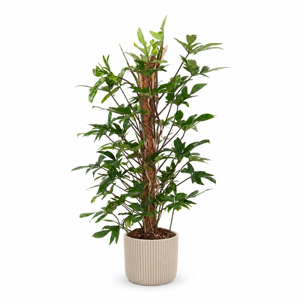 Philodendron Pedatum (120cm, Ø24cm), Stylingbeispiel im Übertopf (Übertopf nicht enthalten)