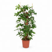 Philodendron Pedatum (130cm, Ø27cm) im Kulturtopf