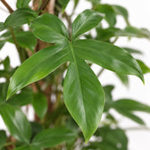 Philodendron Pedatum (130cm, Ø27cm), Nahaufnahme Blatt