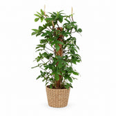 Philodendron Pedatum (130cm, Ø27cm), Stylingbeispiel im Übertopf (Übertopf nicht enthalten)