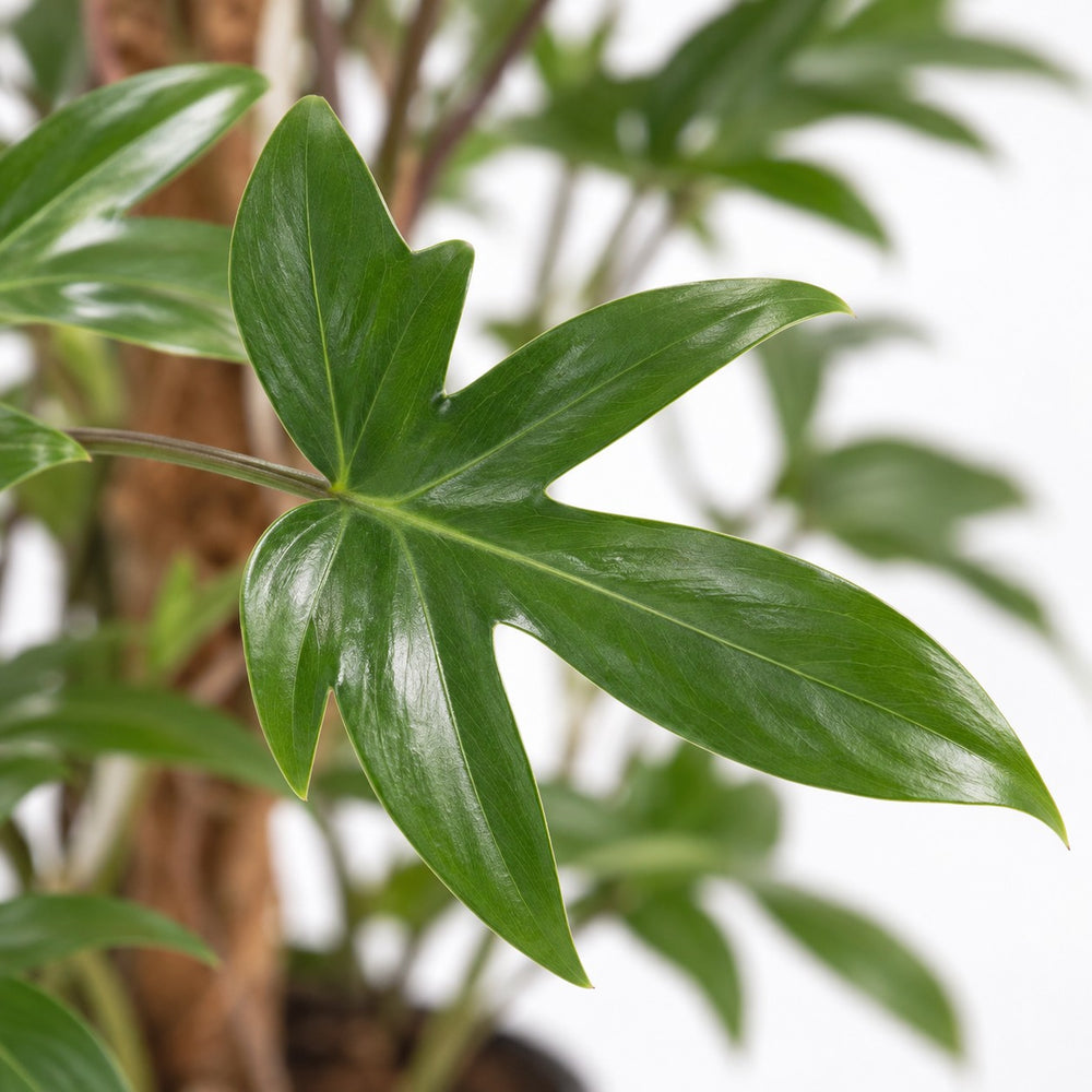 Philodendron Pedatum, Nahaufnahme Blatt