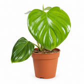 Philodendron Pittieri - 30cm im Kulturtopf