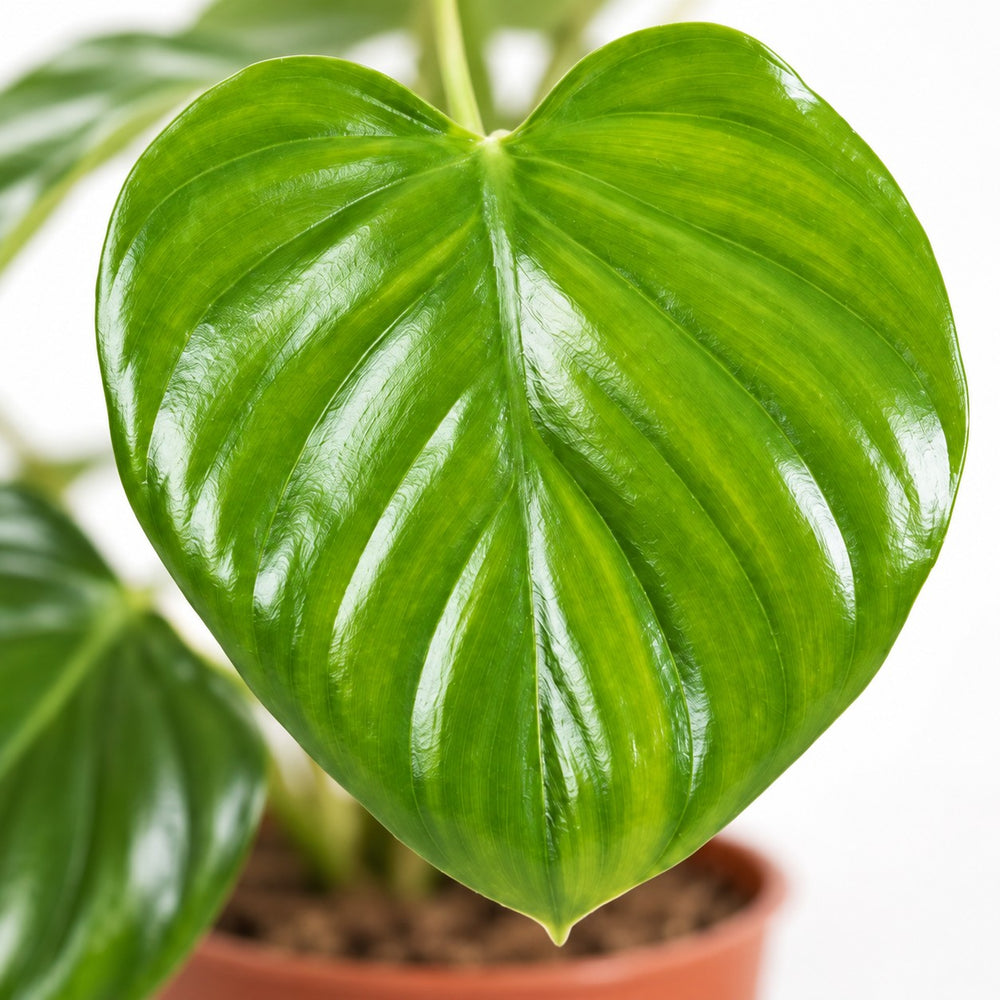 Philodendron Pittieri, Nahaufnahme Blatt
