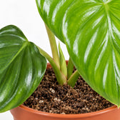 Philodendron Pittieri, Nahaufnahme Wuchs und Triebansatz