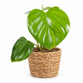 Philodendron Pittieri - 30cm, Stylingbeispiel im Übertopf (Übertopf nicht enthalten)