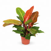 Philodendron Prince of Orange (45cm, Ø17cm) im Kulturtopf