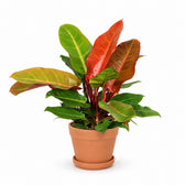 Philodendron Prince of Orange (45cm, Ø17cm), Stylingbeispiel im Übertopf (Übertopf nicht enthalten)