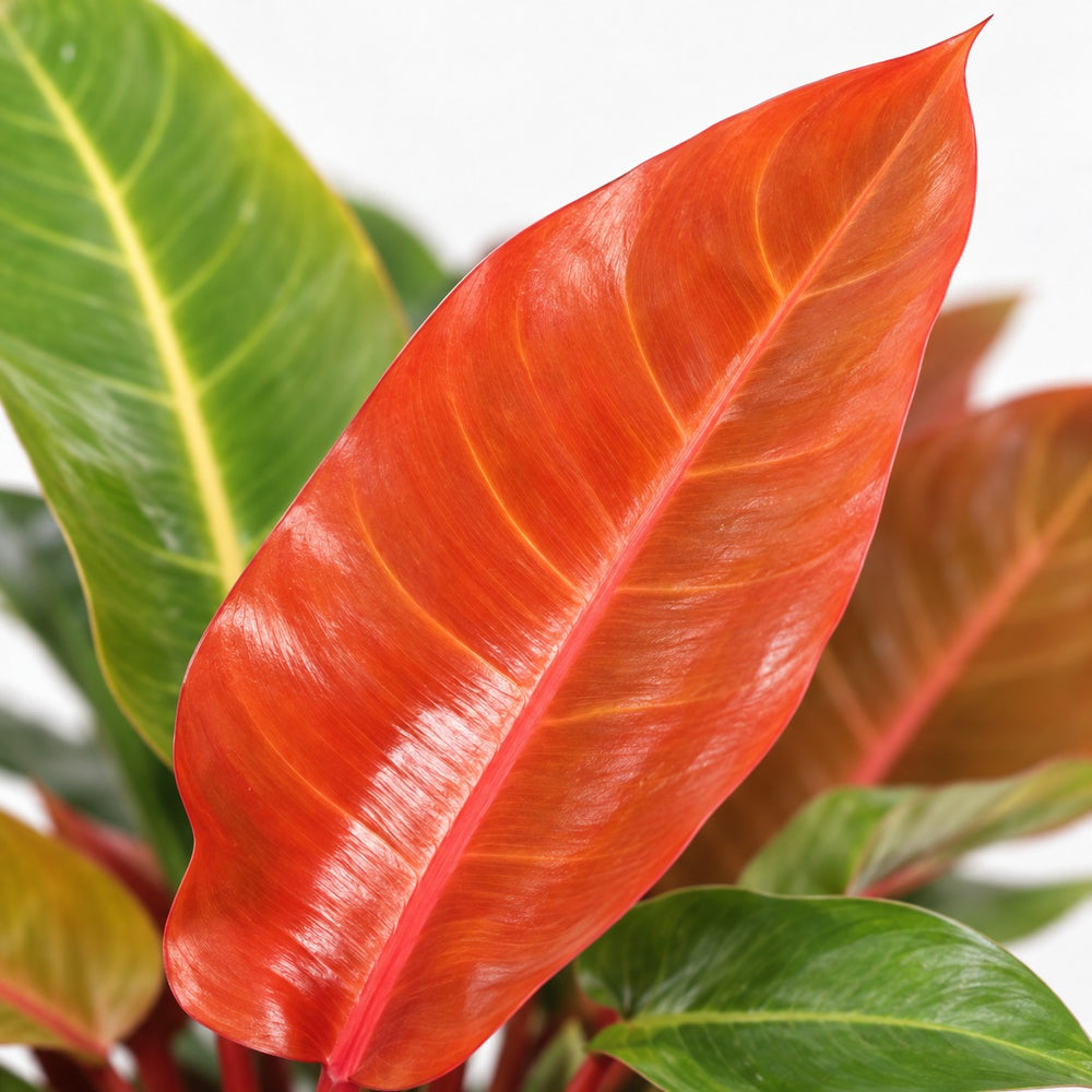 Philodendron Prince of Orange, Nahaufnahme Blatt