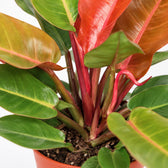 Philodendron Prince of Orange, Nahaufnahme Wuchs und Triebansatz