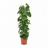 Philodendron Scandens (120cm, Ø24cm) im Kulturtopf