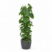 Philodendron Scandens (120cm, Ø24cm), Stylingbeispiel im Übertopf (Übertopf nicht enthalten)