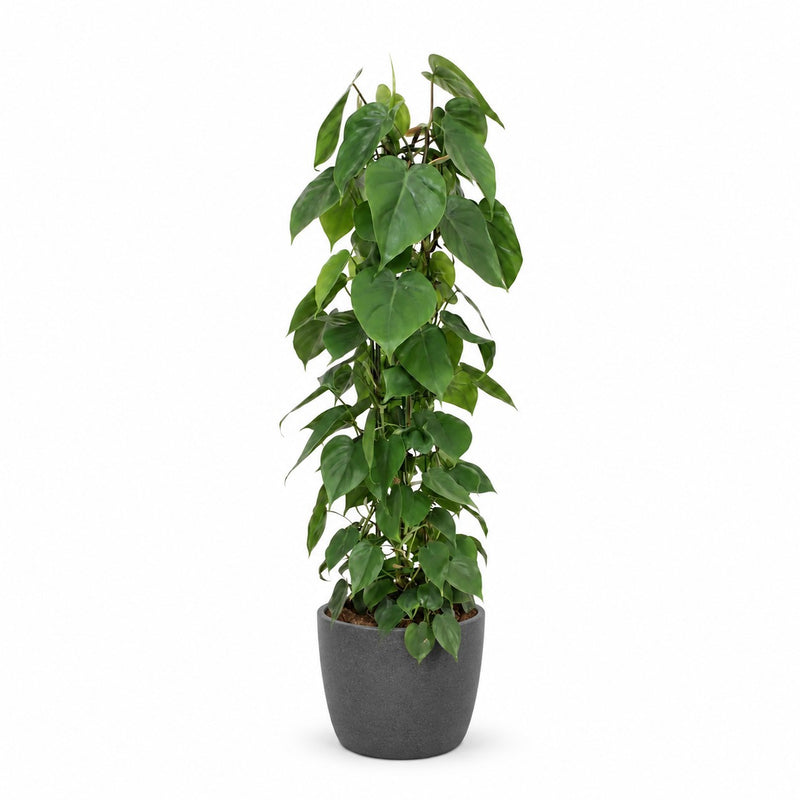 Philodendron Scandens Detail