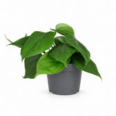 Philodendron Scandens (15cm, Ø12cm) im Kulturtopf