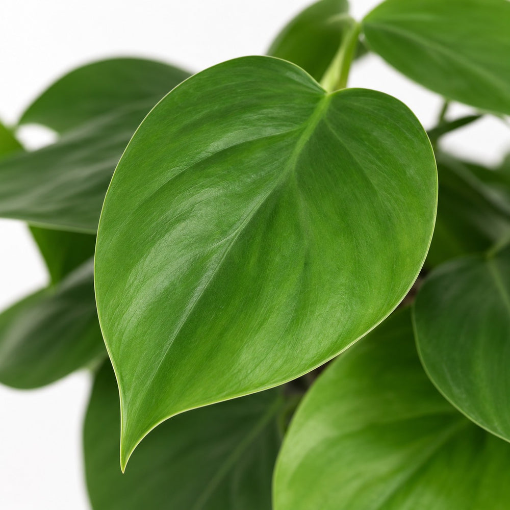 Philodendron Scandens (15cm, Ø12cm), Nahaufnahme Blatt