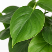Philodendron Scandens (15cm, Ø12cm), Nahaufnahme Blatt