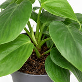 Philodendron Scandens (15cm, Ø12cm), Nahaufnahme Wuchs und Triebansatz