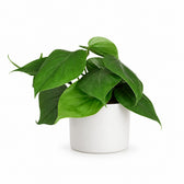 Philodendron Scandens (15cm, Ø12cm), Stylingbeispiel im Übertopf (Übertopf nicht enthalten)