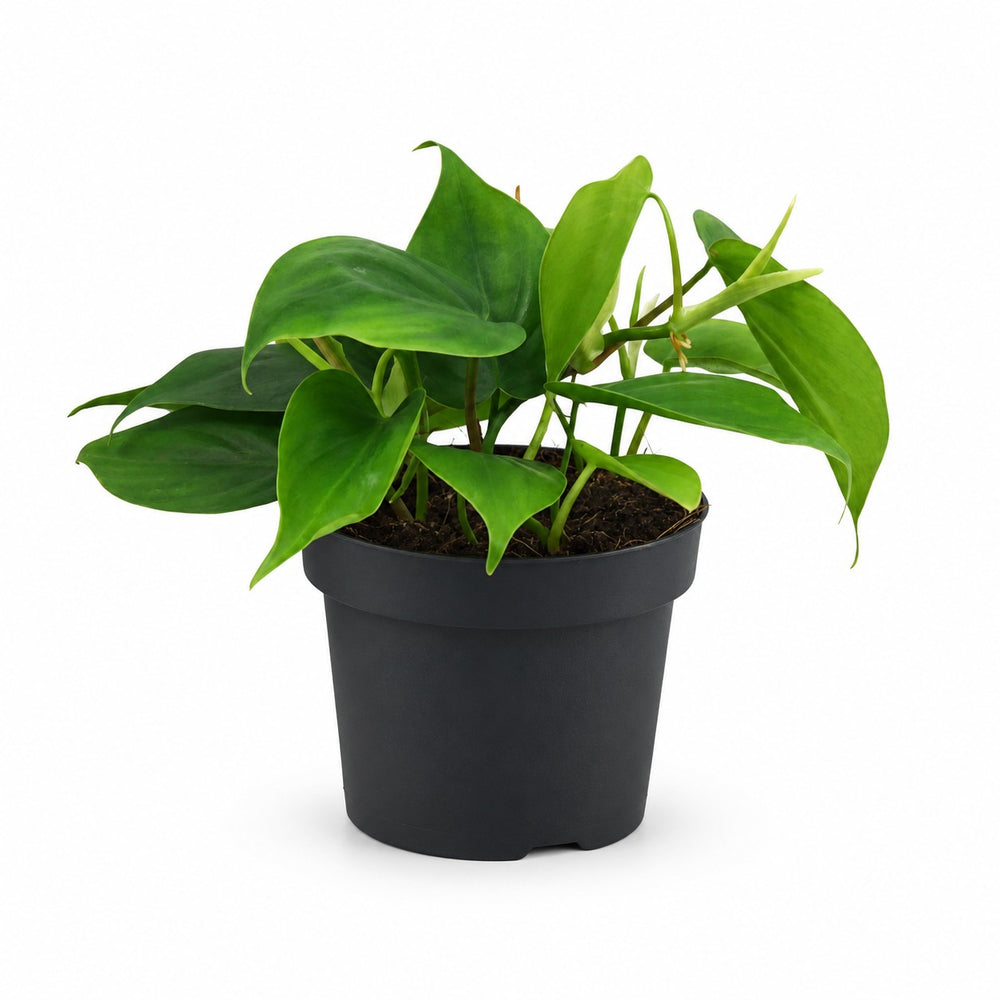 Philodendron Scandens (20cm, Ø12cm) im Kulturtopf
