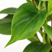 Philodendron Scandens (20cm, Ø12cm), Nahaufnahme Blatt