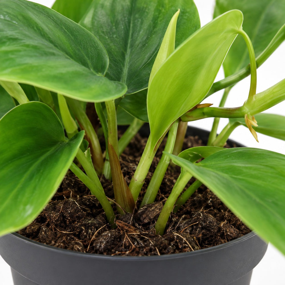 Philodendron Scandens (20cm, Ø12cm), Nahaufnahme Wuchs und Triebansatz