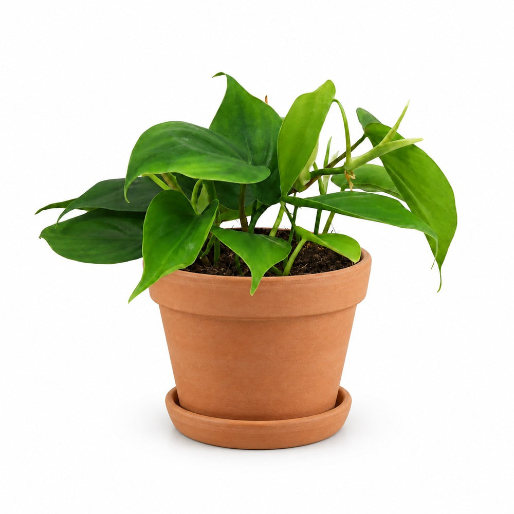 Philodendron Scandens (20cm, Ø12cm), Stylingbeispiel im Übertopf (Übertopf nicht enthalten)