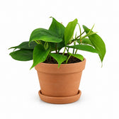 Philodendron Scandens (20cm, Ø12cm), Stylingbeispiel im Übertopf (Übertopf nicht enthalten)