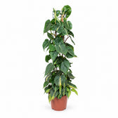 Philodendron Scandens Brasil (120cm, Ø24cm) im Kulturtopf
