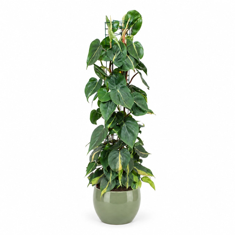 Philodendron Scandens Brasil (120cm, Ø24cm), Stylingbeispiel im Übertopf (Übertopf nicht enthalten)