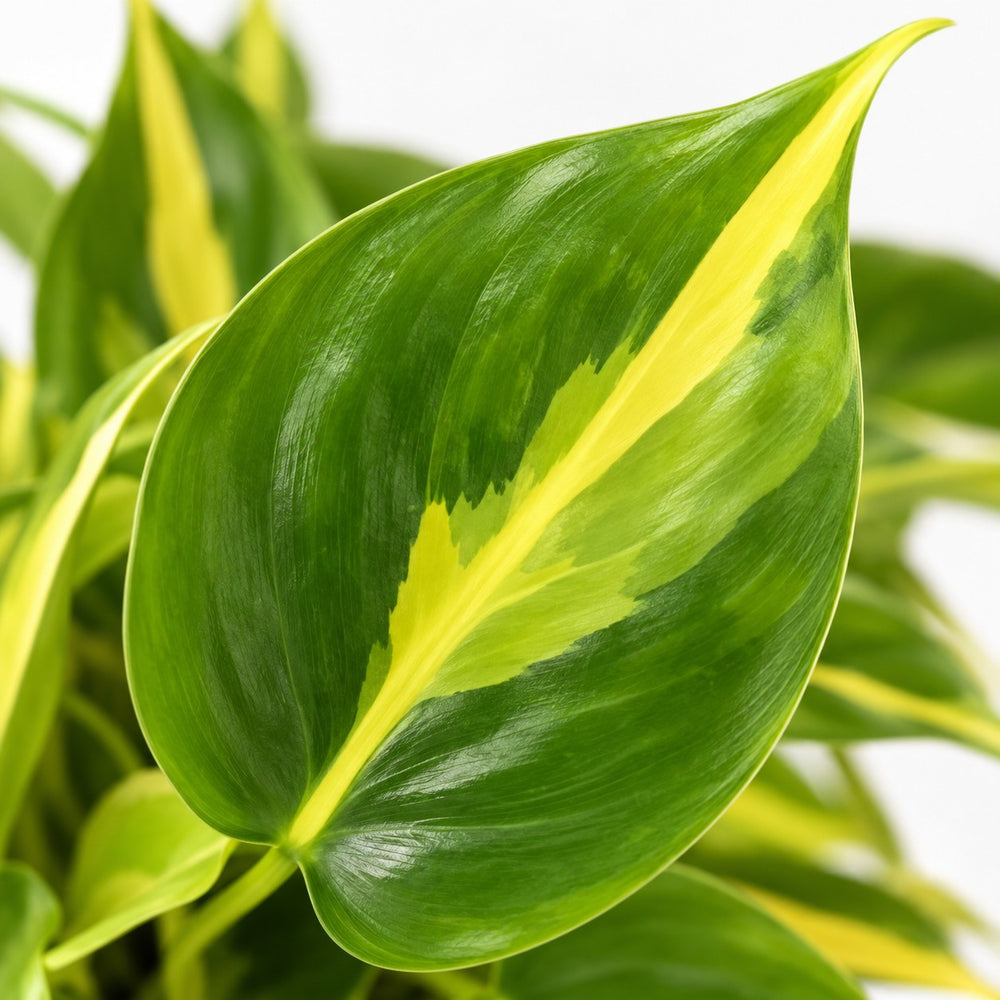 Philodendron Scandens Brasil (15cm, Ø12cm), Nahaufnahme Blatt