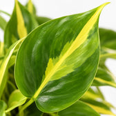 Philodendron Scandens Brasil (15cm, Ø12cm), Nahaufnahme Blatt