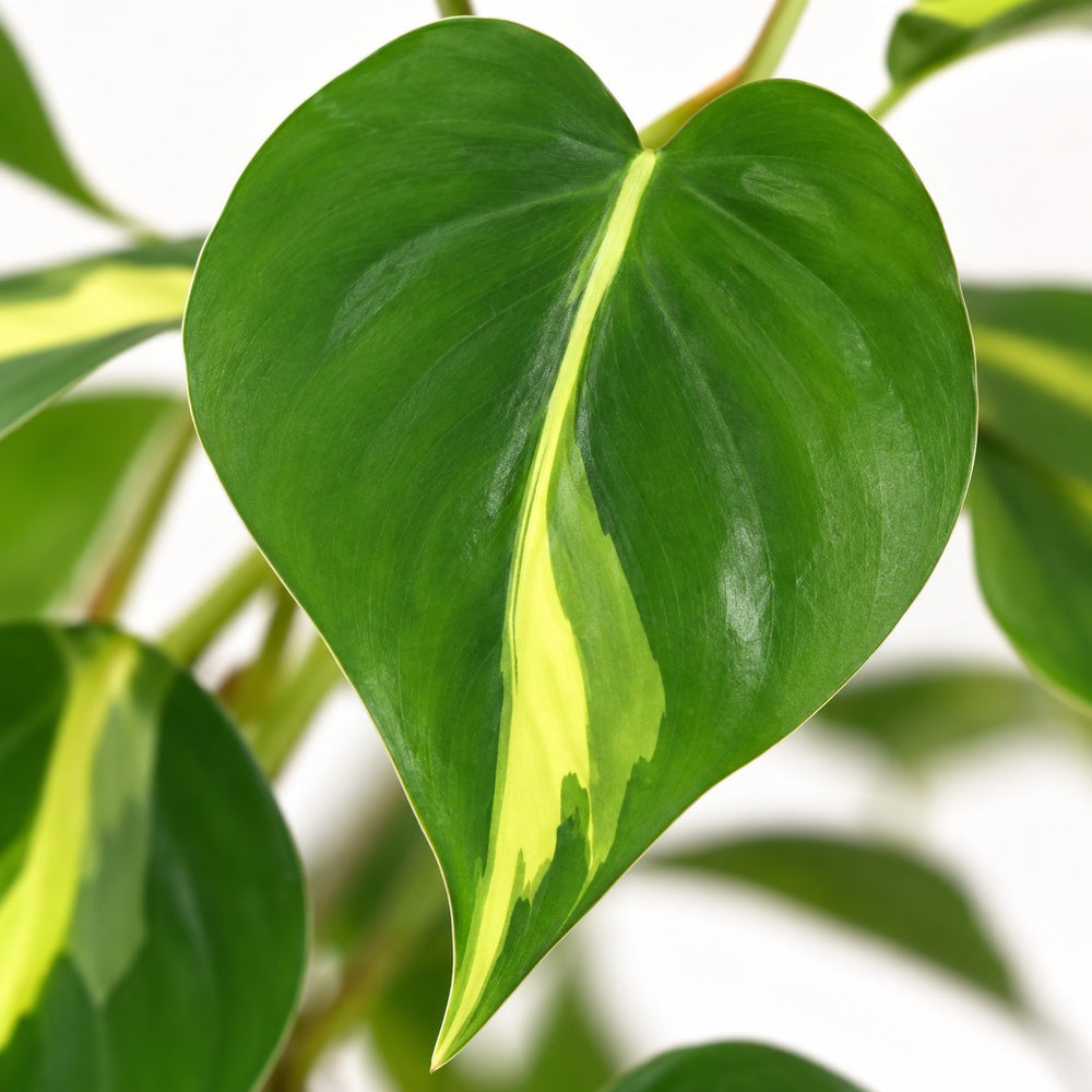 Philodendron Scandens Brasil (20cm, Ø12cm), Nahaufnahme Blatt