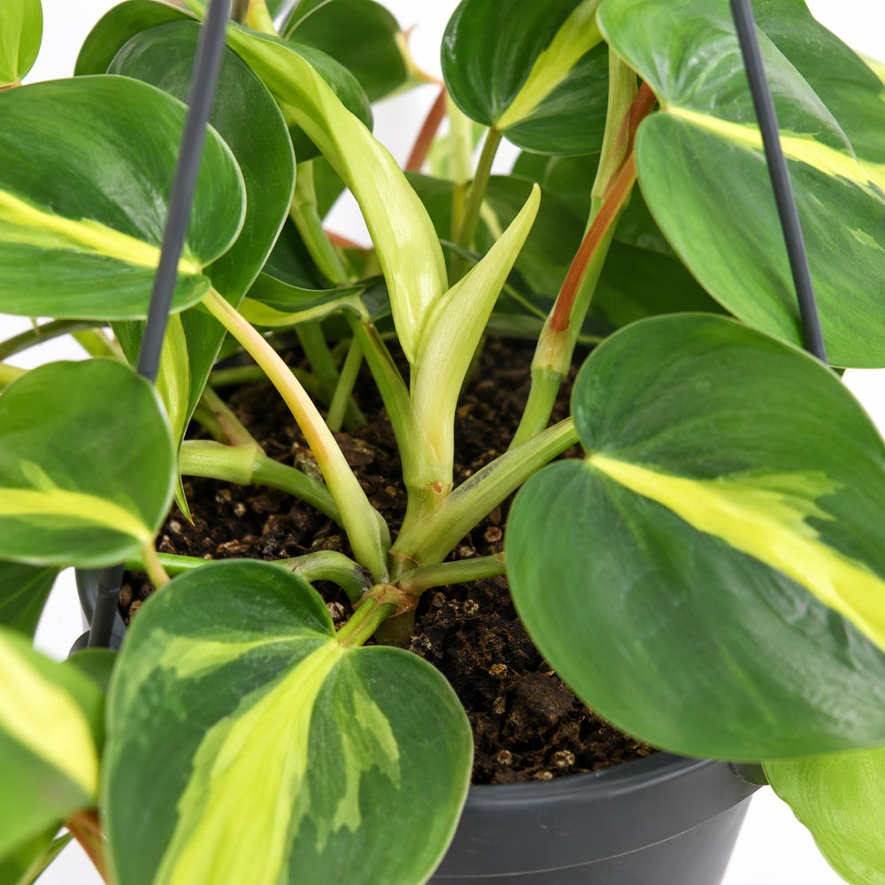 Philodendron Scandens Brasil (35cm, Ø15cm), Nahaufnahme Wuchs und Triebansatz