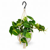 Philodendron Scandens Brasil (35cm, Ø15cm), Stylingbeispiel im Übertopf (Übertopf nicht enthalten)