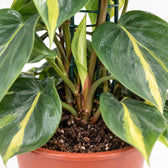 Philodendron Scandens Brasil, Nahaufnahme Wuchs und Triebansatz
