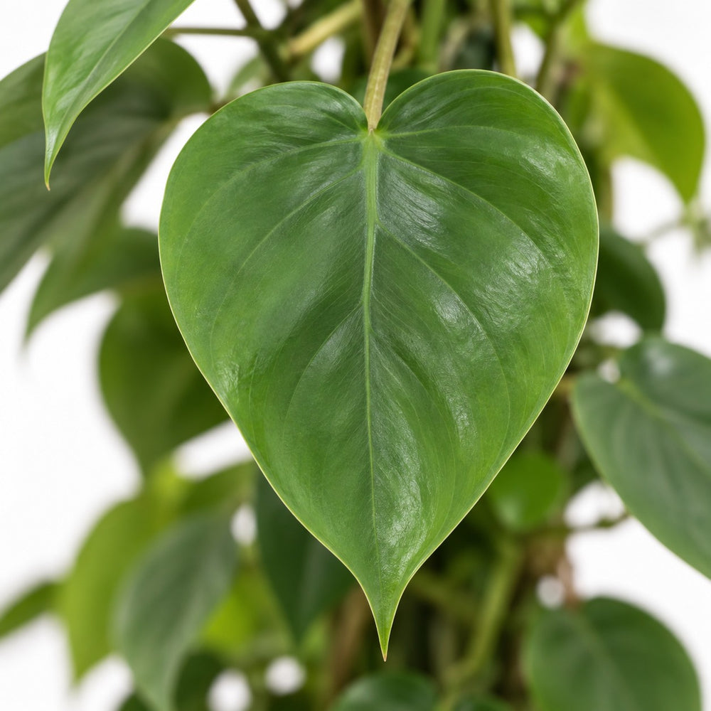 Philodendron Scandens, Nahaufnahme Blatt