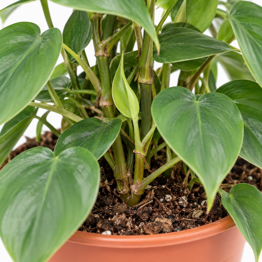 Philodendron Scandens, Nahaufnahme Wuchs und Triebansatz