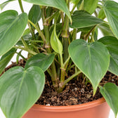 Philodendron Scandens, Nahaufnahme Wuchs und Triebansatz